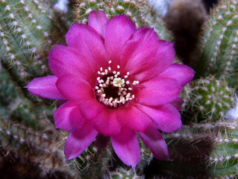 Chamaecereus